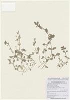 藏品(繁縷)的圖片